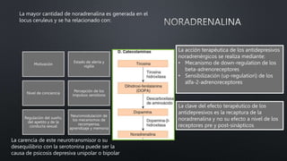 Motivación
Estado de alerta y
vigilia
Nivel de conciencia
Percepción de los
impulsos sensitivos
Regulación del sueño,
del apetito y de la
conducta sexual
Neuromodulación de
los mecanismos de
recompensa,
aprendizaje y memoria
La carencia de este neurotransmisor o su
desequilibrio con la serotonina puede ser la
causa de psicosis depresiva unipolar o bipolar
La mayor cantidad de noradrenalina es generada en el
locus ceruleus y se ha relacionado con:
La acción terapéutica de los antidepresivos
noradrenérgicos se realiza mediante:
• Mecanismo de down-regulation de los
beta-adrenoreceptores
• Sensibilización (up-regulatiorí) de los
alfa-2-adrenoreceptores
La clave del efecto terapéutico de los
antidepresivos es la recaptura de la
noradrenalina y no su efecto a nivel de los
receptores pre y post-sinápticos
 