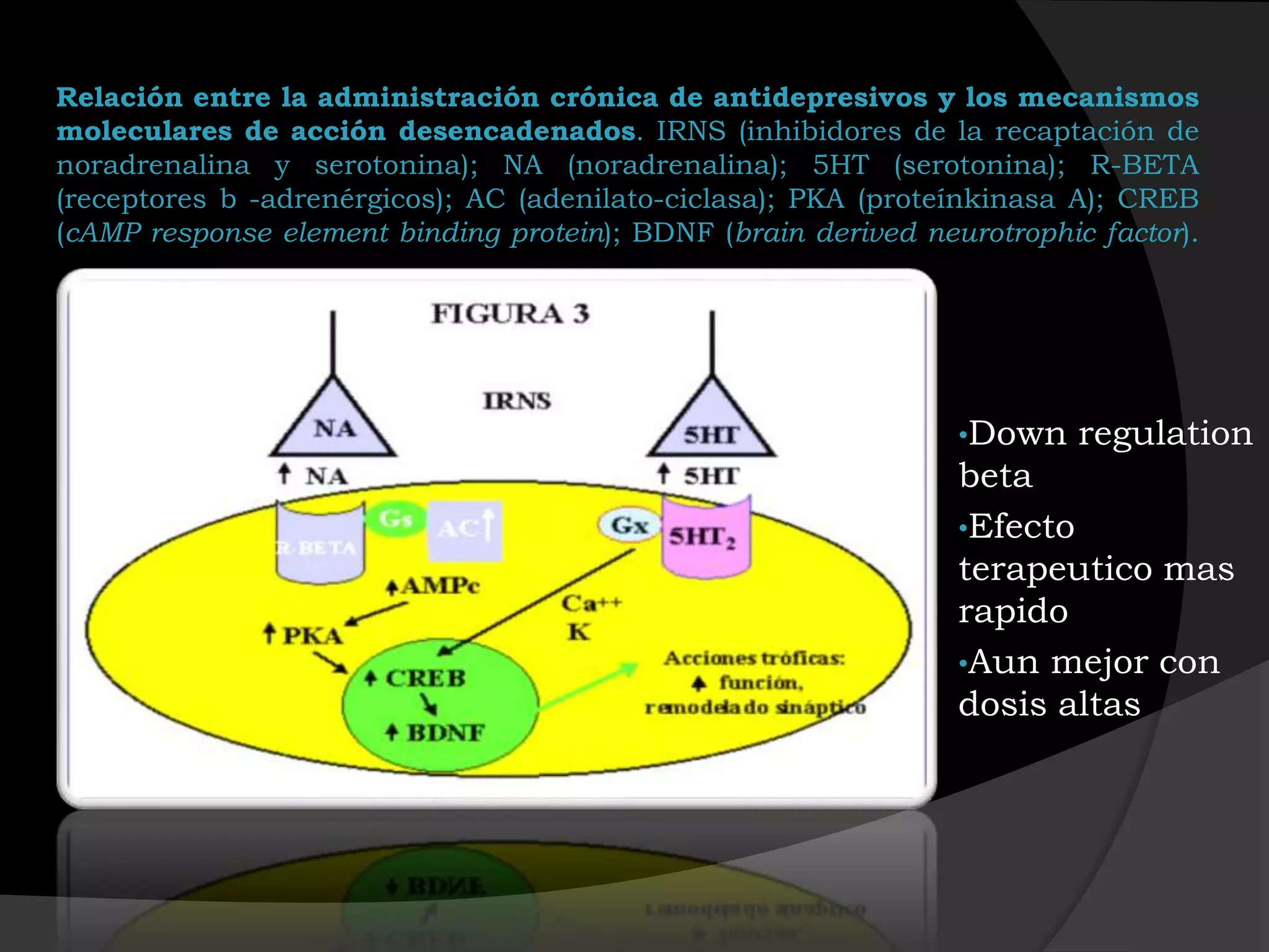 Relación entre la administración crónica de antidepresivos y los mecanismos
moleculares de acción desencadenados. IRNS (inhibidores de la recaptación de
noradrenalina y serotonina); NA (noradrenalina); 5HT (serotonina); R-BETA
(receptores b -adrenérgicos); AC (adenilato-ciclasa); PKA (proteínkinasa A); CREB
(cAMP response element binding protein); BDNF (brain derived neurotrophic factor).




                                                                •Down    regulation
                                                                beta
                                                                •Efecto
                                                                terapeutico mas
                                                                rapido
                                                                •Aun mejor con
                                                                dosis altas
 