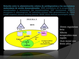 Relación entre la administración crónica de antidepresivos y los mecanismos
moleculares de acción desencadenados. IRNS (inhibidores de la recaptación de
noradrenalina y serotonina); NA (noradrenalina); 5HT (serotonina); R-BETA
(receptores b -adrenérgicos); AC (adenilato-ciclasa); PKA (proteínkinasa A); CREB
(cAMP response element binding protein); BDNF (brain derived neurotrophic factor).




                                                                •Down    regulation
                                                                beta
                                                                •Efecto
                                                                terapeutico mas
                                                                rapido
                                                                •Aun mejor con
                                                                dosis altas
 