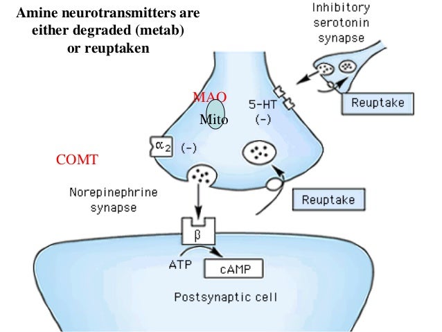 Amoxapine Drug Action