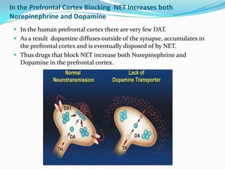 In the Prefrontal Cortex Blocking NET Increases both
Norepinephrine and Dopamine
  In the human prefrontal cortex there are very few DAT.
  As a result dopamine diffuses outside of the synapse, accumulates in
   the prefrontal cortex and is eventually disposed of by NET.
  Thus drugs that block NET increase both Norepinephrine and
   Dopamine in the prefrontal cortex.
 