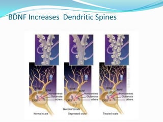 BDNF Increases Dendritic Spines
 
