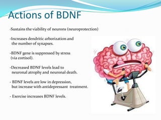 Actions of BDNF
-Sustains the viability of   neurons (neuroprotection)

-Increases dendritic arborization and
 the number of synapses.

-BDNF gene is suppressed by stress
 (via cortisol).

-Decreased BDNF levels lead to
 neuronal atrophy and neuronal death.

- BDNF levels are low in depression,
  but increase with antidepressant treatment.

- Exercise increases BDNF levels.
 