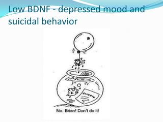 Low BDNF - depressed mood and
suicidal behavior
 