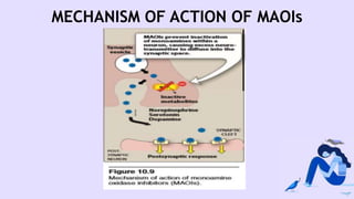MECHANISM OF ACTION OF MAOIs
 