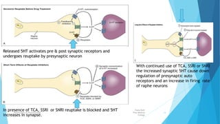 Fazia Ruth
Pfau Medical
College
Department of Pharmacology 14
Released 5HT activates pre & post synaptic receptors and
undergoes reuptake by presynaptic neuron
In presence of TCA, SSRI or SNRI reuptake is blocked and 5HT
increases in synapse.
With continued use of TCA, SSRI or SNRI
the increased synaptic 5HT cause down
regulation of presynaptic auto
receptors and an increase in firing rate
of raphe neurons
 