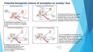 (C) Agents that bind to the α2δ subunit
of presynaptic N and P/Q voltage-
sensitive calcium channels can block
excessive release of glutamate in
amygdala & thereby reduce anxiety.
Potential therapeutic actions of anxiolytics on anxiety / fear.
(A) Pathological anxiety/fear may be
caused by over activation of amygdala
circuits
(B) GABAergic agents such as
benzodiazepines may alleviate anxiety/
fear by enhancing phasic inhibitory
actions at postsynaptic GABAA receptors
within the amygdala.
(D) The amygdala receives input from
serotonergic neurons, which can have
an inhibitory effect on some of its
outputs. Thus, serotonergic agents may
alleviate anxiety/fear by enhancing
serotonin input to the amygdala.
Fazia Ruth
Pfau Medical
College
Department of Pharmacology 27
 