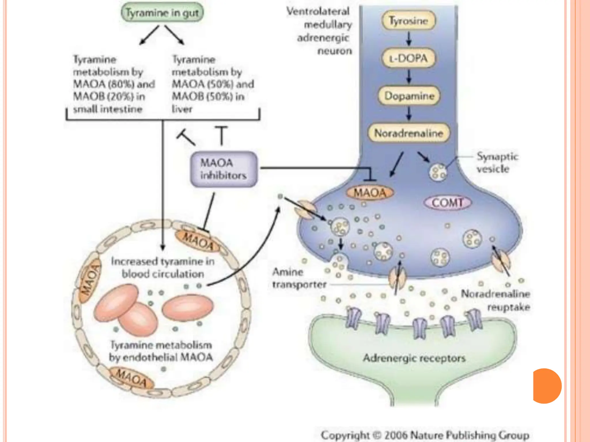 Pharmacology of Antidepressants and its mechanism | PPT
