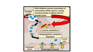 MAO inhibitors prevent inactivation of
monoamines within neuron, causing
neurotransmitter to diffuse into the
synaptic space.
Synaptic
vesicle
Inactive metabolites
Norepinephrine, Serotonin
Dopamine
Postsynaptic
neuron Postsynaptic response
SYNAPTIC
CLEFT
 