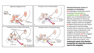 Potential therapeutic actions of
anxiolytics on anxiety/fear.
(A) Pathological anxiety/fear may be
caused by overactivation of
amygdala circuits. (B) GABAergic
agents such as benzodiazepines may
alleviate anxiety/fear by enhancing
phasic inhibitory actions at postsynaptic
GABAA receptors within the amygdala.
(C) Agents that bind to the α2δ subunit
of presynaptic N and P/Q voltage-
sensitive calcium channels can block the
excessive release of glutamate in the
amygdala and thereby reduce the
symptoms of anxiety. (D) The amygdala
receives input from serotonergic
neurons, which can have an inhibitory
effect on some of its outputs. Thus,
serotonergic agents may alleviate
anxiety/fear by enhancing serotonin
input to the amygdala.
 