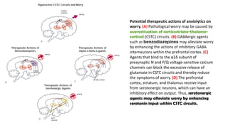 Potential therapeutic actions of anxiolytics on
worry. (A) Pathological worry may be caused by
overactivation of corticostriato-thalamo-
cortical (CSTC) circuits. (B) GABAergic agents
such as benzodiazepines may alleviate worry
by enhancing the actions of inhibitory GABA
interneurons within the prefrontal cortex. (C)
Agents that bind to the α2δ subunit of
presynaptic N and P/Q voltage-sensitive calcium
channels can block the excessive release of
glutamate in CSTC circuits and thereby reduce
the symptoms of worry. (D) The prefrontal
cortex, striatum, and thalamus receive input
from serotonergic neurons, which can have an
inhibitory effect on output. Thus, serotonergic
agents may alleviate worry by enhancing
serotonin input within CSTC circuits.
 