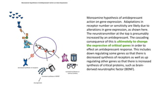 Monoamine hypothesis of antidepressant
action on gene expression. Adaptations in
receptor number or sensitivity are likely due to
alterations in gene expression, as shown here.
The neurotransmitter at the top is presumably
increased by an antidepressant. The cascading
consequence of this is ultimately to change
the expression of critical genes in order to
effect an antidepressant response. This includes
down regulating some genes so that there is
decreased synthesis of receptors as well as up
regulating other genes so that there is increased
synthesis of critical proteins, such as brain-
derived neurotrophic factor (BDNF).
 