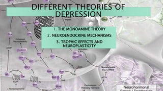 DIFFERENT THEORIES OF
DEPRESSION
1. THE MONOAMINE THEORY
2. NEUROENDOCRINE MECHANISMS
3. TROPHIC EFFECTS AND
NEUROPLASTICITY
 