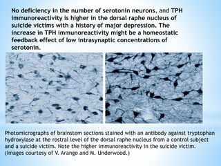 No deficiency in the number of serotonin neurons, and TPH
immunoreactivity is higher in the dorsal raphe nucleus of
suicide victims with a history of major depression. The
increase in TPH immunoreactivity might be a homeostatic
feedback effect of low intrasynaptic concentrations of
serotonin.
Photomicrographs of brainstem sections stained with an antibody against tryptophan
hydroxylase at the rostral level of the dorsal raphe nucleus from a control subject
and a suicide victim. Note the higher immunoreactivity in the suicide victim.
(Images courtesy of V. Arango and M. Underwood.)
 