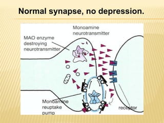 Normal synapse, no depression.
 