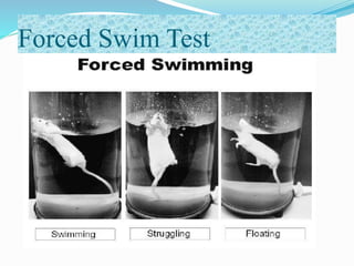Forced Swim Test
 
