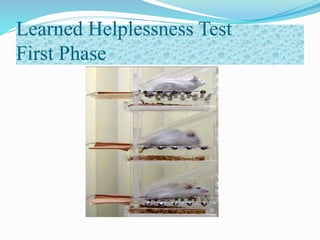 Learned Helplessness Test
First Phase
 