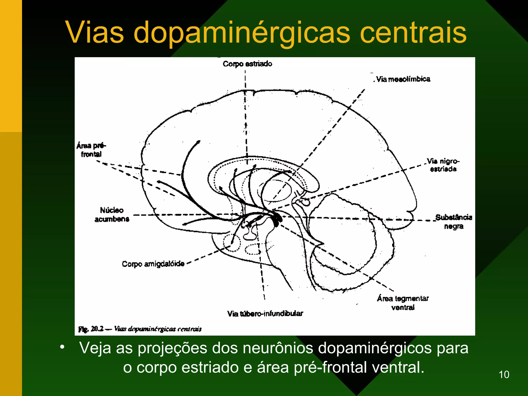 Vias dopaminérgicas centrais Veja as projeções dos neurônios dopaminérgicos para o corpo estriado e área pré-frontal ventral.           