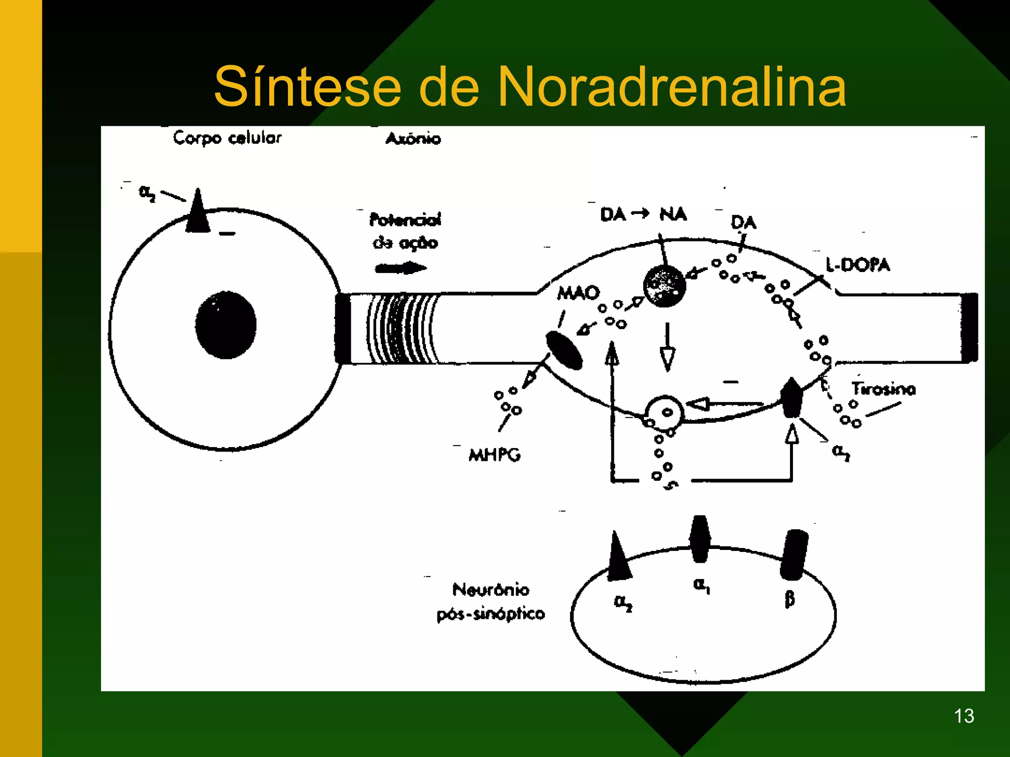 Síntese de Noradrenalina 