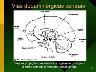 Vias dopaminérgicas centrais Veja as projeções dos neurônios dopaminérgicos para o corpo estriado e área pré-frontal ventral.           