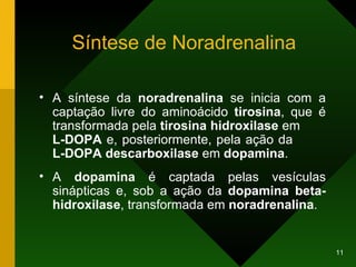 Síntese de Noradrenalina A síntese da  noradrenalina  se inicia com a captação livre do aminoácido  tirosina , que é transformada pela  tirosina hidroxilase  em  L-DOPA  e, posteriormente, pela ação da  L-DOPA descarboxilase  em  dopamina .  A  dopamina  é captada pelas vesículas sinápticas e, sob a ação da  dopamina beta-hidroxilase , transformada em  noradrenalina . 
