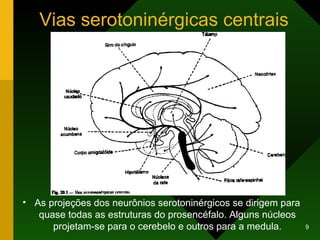 Vias serotoninérgicas centrais As projeções dos neurônios serotoninérgicos se dirigem para quase todas as estruturas do prosencéfalo. Alguns núcleos projetam-se para o cerebelo e outros para a medula. 