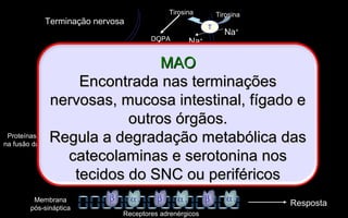 DOPA
DA
T
Na+
Tirosina
Terminação nervosa
Proteínas auxiliares
na fusão das vesículas
DA
Tirosina
Na+
NA
VMAT2
Ca2+
Ca2+
+
β
+ α2
-
NA
NA
Receptores adrenérgicos
Membrana
pós-sináptica
Resposta
α 1α 1α 1 βββ
MAO
DOPGAL
NETNA
IMAO
(ex: fenelzina)
NA
NA
NA
NA
NA
MAOMAO
Encontrada nas terminaçõesEncontrada nas terminações
nervosas, mucosa intestinal, fígado enervosas, mucosa intestinal, fígado e
outros órgãos.outros órgãos.
Regula a degradação metabólica dasRegula a degradação metabólica das
catecolaminas e serotonina noscatecolaminas e serotonina nos
tecidos do SNC ou periféricostecidos do SNC ou periféricos
 