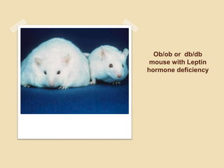 Ob/ob or db/db
mouse with Leptin
hormone deficiency
 