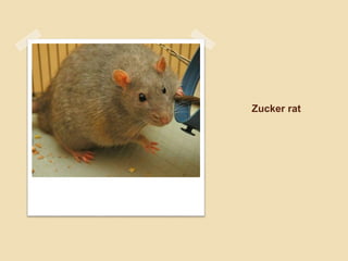 Zucker rat
 