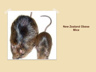 New Zealand Obese
Mice
 