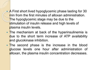  A First short lived hypoglycemic phase lasting for 30
min from the first minutes of alloxan administration.
The hypoglycemic stage may be due to the
stimulation of insulin release and high levels of
plasma insulin levels.
 The mechanism at back of the hyperinsulinemia is
due to the short term increase of ATP availability
and glucokinase inhibition.
 The second phase is the increase in the blood
glucose levels one hour after administration of
alloxan, the plasma insulin concentration decreases.
 