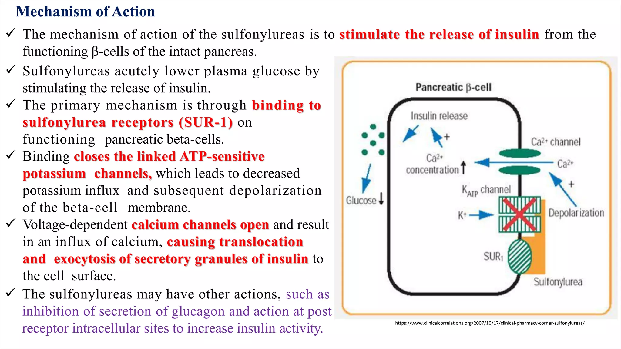 Mechanism of Action
✓ The mechanism of action of the sulfonylureas is to stimulate the release of insulin from the
functioning β-cells of the intact pancreas.
✓ Sulfonylureas acutely lower plasma glucose by
stimulating the release of insulin.
✓ The primary mechanism is through binding to
sulfonylurea receptors (SUR-1) on
functioning pancreatic beta-cells.
✓ Binding closes the linked ATP-sensitive
potassium channels, which leads to decreased
potassium influx and subsequent depolarization
of the beta-cell membrane.
✓ Voltage-dependent calcium channels open and result
in an influx of calcium, causing translocation
and exocytosis of secretory granules of insulin to
the cell surface.
✓ The sulfonylureas may have other actions, such as
inhibition of secretion of glucagon and action at post
receptor intracellular sites to increase insulin activity.
https://www.clinicalcorrelations.org/2007/10/17/clinical-pharmacy-corner-sulfonylureas/
 
