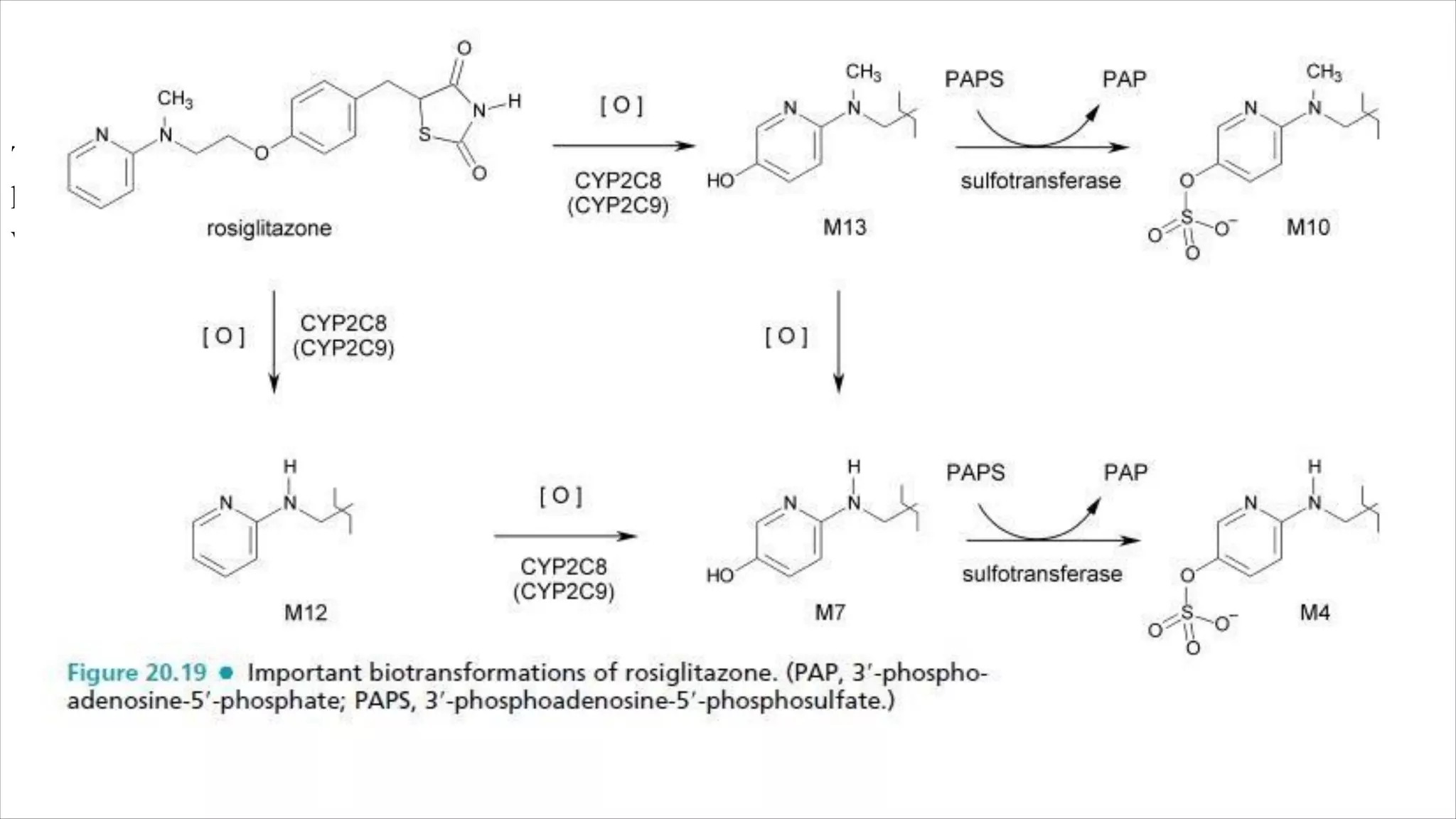 Rosiglitazone: 5-[4-[2-(N-methyl-N-(2-pyridyl)amino)ethoxy]
benzyl] thiazolidine-2,4-dione.
The major routes of biotransformation are N-demethylation and
hydroxylation of the pyridine ring p
a
a
r to the amino nitrogen,
with CYP2C8.
 