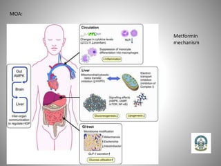 MOA:
Metformin
mechanism
 