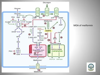 MOA of metformin
 