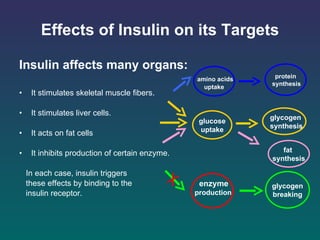 Effects of Insulin on its Targets Insulin affects many organs :   It s timulat es  skeletal muscle fibers .   It s timulat es  liver cells .   It  act s  on fat cells  It i nhibit s  production of  certain  enzyme .   In each case, insulin triggers these effects by binding to the insulin receptor . protein synthesis amino acids u ptake glucose uptake glycogen  synthesis enzyme production glycogen breaking fat  synthesis 