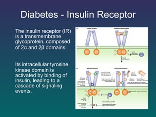 Diabetes - Insulin Receptor The insulin receptor (IR)   is a  t ransmembrane  g lycoprotein , composed of 2 α  and 2 β  domains.  Its  intracellular tyrosine   kinase domain is activated by binding of insulin, leading   to a cascade of signaling events.  