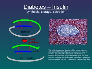 Diabetes – Insulin (synthesis, storage, secretion) This light micrograph of a section of the human pancreas shows one of the islets of Langerhans,  center,  a group of modified glandular cells. These cells secrete insulin, a hormone that helps the body metabolize sugars, fats, and starches. The blue and white lines in the islets of Langerhans are blood vessels that carry the insulin to the rest of the body. 