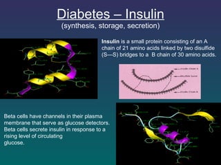Diabetes – Insulin (synthesis, storage, secretion) Insulin  is a small protein consisting of an  A  chain of 21 amino acids linked by two disulfide (S—S) bridges to a   B  chain of 30 amino acids. Beta cells have channels in their plasma membrane that serve as glucose detectors. Beta cells secrete insulin in response to a rising level of circulating glucose .   