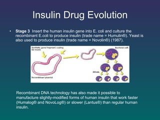 Insulin Drug Evolution Stage 3  Insert the human  insulin  gene into E. coli and  culture   the  recombinant   E.coli   to produce insulin  (trade name = Humulin®). Yeast is also used  to produce insulin  (trade name = Novolin®) (1987). Recombinant DNA technology has also made it   possible   to manufacture slightly-modified forms of human insulin   that work faster (Humalog® and NovoLog®) or slower   (Lantus®) than regular human insulin.  