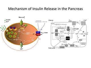 Mechanism of Insulin Release in the Pancreas
 