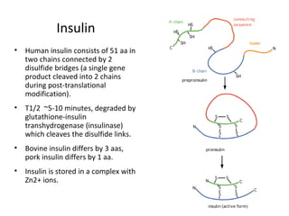 Insulin
• Human insulin consists of 51 aa in
two chains connected by 2
disulfide bridges (a single gene
product cleaved into 2 chains
during post-translational
modification).
• T1/2 ~5-10 minutes, degraded by
glutathione-insulin
transhydrogenase (insulinase)
which cleaves the disulfide links.
• Bovine insulin differs by 3 aas,
pork insulin differs by 1 aa.
• Insulin is stored in a complex with
Zn2+ ions.
 