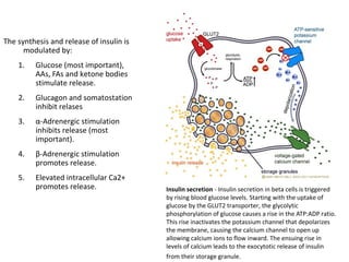 The synthesis and release of insulin is
modulated by:
1. Glucose (most important),
AAs, FAs and ketone bodies
stimulate release.
2. Glucagon and somatostation
inhibit relases
3. α-Adrenergic stimulation
inhibits release (most
important).
4. β-Adrenergic stimulation
promotes release.
5. Elevated intracellular Ca2+
promotes release. Insulin secretion - Insulin secretion in beta cells is triggered
by rising blood glucose levels. Starting with the uptake of
glucose by the GLUT2 transporter, the glycolytic
phosphorylation of glucose causes a rise in the ATP:ADP ratio.
This rise inactivates the potassium channel that depolarizes
the membrane, causing the calcium channel to open up
allowing calcium ions to flow inward. The ensuing rise in
levels of calcium leads to the exocytotic release of insulin
from their storage granule.
 