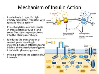Mechanism of Insulin Action
• Insulin binds to specific high
affinity membrane receptors with
tyrosine kinase activity
• Phosphorylation cascade results
in translocation of Glut-4 (and
some Glut-1) transport proteins
into the plasma membrane.
• It induces the transcription of
several genes resulting in
increased glucose catabolism and
inhibits the transcription of genes
involved in gluconeogenesis.
• Insulin promotes the uptake of K+
into cells.
 