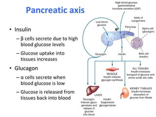 • Insulin
– β cells secrete due to high
blood glucose levels
– Glucose uptake into
tissues increases
• Glucagon
– α cells secrete when
blood glucose is low
– Glucose is released from
tissues back into blood
Pancreatic axis
 