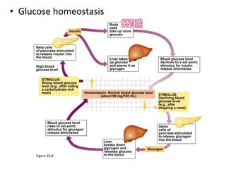 • Glucose homeostasis
Figure 26.8
Insulin
Beta cells
of pancreas stimulated
to release insulin into
the blood
Body
cells
take up more
glucose
Blood glucose level
declines to a set point;
stimulus for insulin
release diminishes
Liver takes
up glucose
and stores it as
glycogen
High blood
glucose level
STIMULUS:
Rising blood glucose
level (e.g., after eating
a carbohydrate-rich
meal) Homeostasis: Normal blood glucose level
(about 90 mg/100 mL) STIMULUS:
Declining blood
glucose level
(e.g., after
skipping a meal)
Alpha
cells of
pancreas stimulated
to release glucagon
into the blood
Glucagon
Liver
breaks down
glycogen and
releases glucose
to the blood
Blood glucose level
rises to set point;
stimulus for glucagon
release diminishes
 
