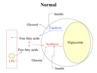 Normal
LPL
Triglyceride
Lipolysis
Glycerol
Free fatty acids
Free fatty acids
Glucose
Synthesis
Insulin
Insulin
 