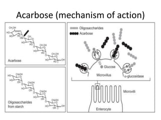 Acarbose (mechanism of action)
 