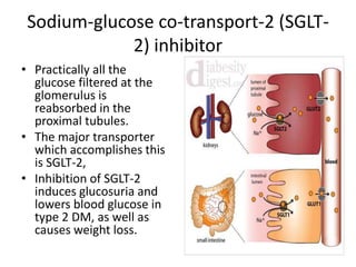 Sodium-glucose co-transport-2 (SGLT-
2) inhibitor
• Practically all the
glucose filtered at the
glomerulus is
reabsorbed in the
proximal tubules.
• The major transporter
which accomplishes this
is SGLT-2,
• Inhibition of SGLT-2
induces glucosuria and
lowers blood glucose in
type 2 DM, as well as
causes weight loss.
 