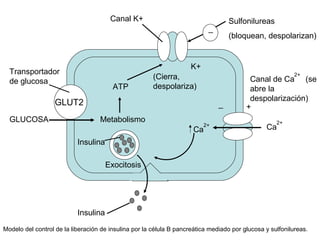 GLUT2
Transportador
de glucosa
GLUCOSA Metabolismo
ATP
(Cierra,
despolariza)
Insulina
Exocitosis
Insulina
Canal K+
_
Sulfonilureas
(bloquean, despolarizan)
K+
_ +
Ca
2+
Canal de Ca (se
abre la
despolarización)
2+
Ca
2+
Modelo del control de la liberación de insulina por la célula B pancreática mediado por glucosa y sulfonilureas.
 